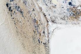 Best Black Mold Removal  in Palm Beach Shores, FL